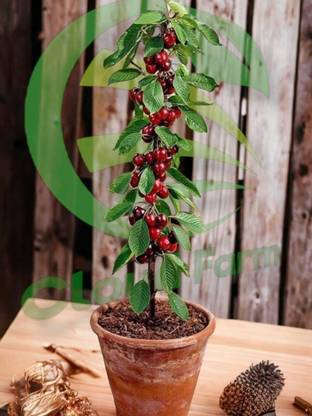 Cloud Farm Cherry Fruit Plant