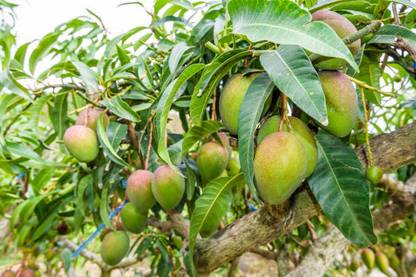 PETALFLEUR Mango Plant