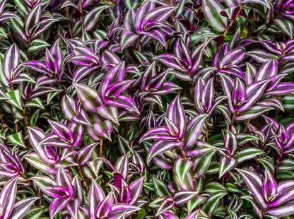 jarr Wandering Jew Plant