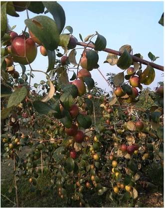 ABEFARIYA Ber Apple Plant