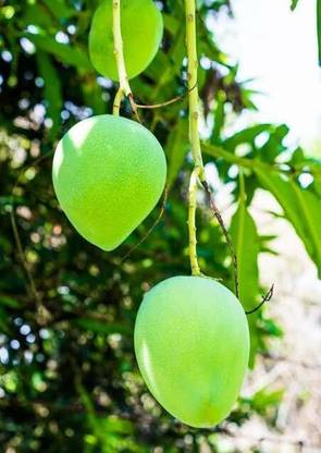 Krishna Mango baramasi Mango Plant
