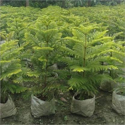 Cloud Farm Christmas Tree Plant