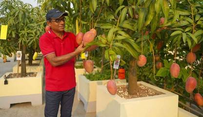 greenhousestore Mango Plant