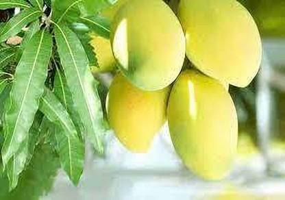 ibains Mango Plant