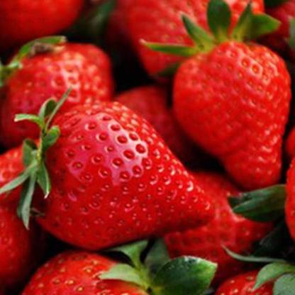 KNESSiN Heirloom Honeoye Strawberry Seeds Seed