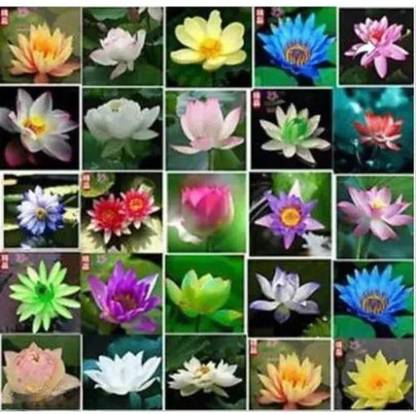 BEE Garden Beautiful Variety Mix Colour Lotus Seed