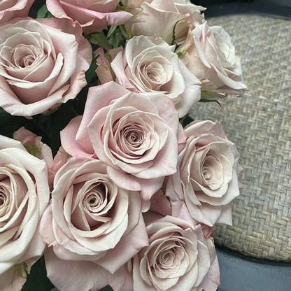 WILLVINE Rose “Menta” Seed