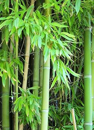 Seedsqlty Bamboo tree seeds, high germination (30 seeds) Seed