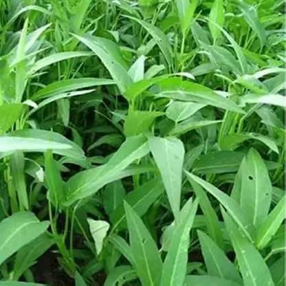 Arshiayat Water Spinach Seeds, Kalmi Saag Seed