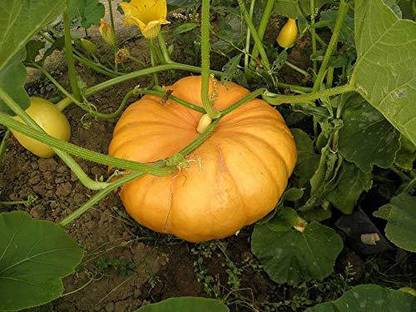 CYBEXIS VVI-55 - GUMMADI KAYA/KUMBALAKAI/PUMPKIN - (300 Seeds) Seed