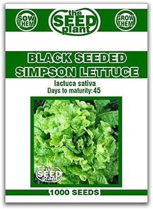 VibeX NBIR-25 - Black ed Simpson Lettuce - (150 Seeds) Seed