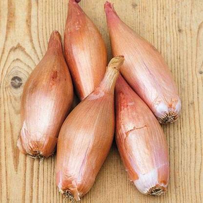 VibeX ® XXL-110 French Zebrune Shallot Seeds Seed