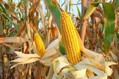 MSG Popcorn, Vutta Seed