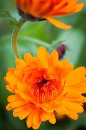 Quentova Calendula 'Indian Prince'Pot Marigold-KTK-5B Seed