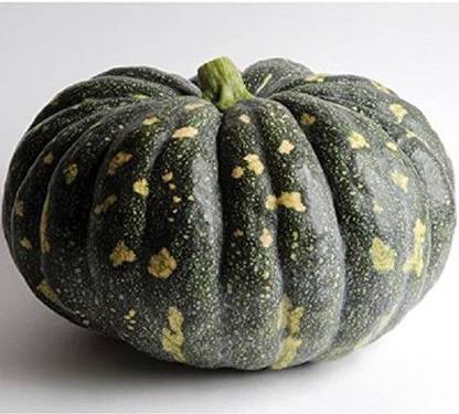 VibeX ® VXI-506 Specialty BLISS,Asian Flat Pumpkin Seed