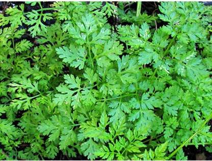 VibeX LX-98 - Chervil / French Parsley - (750 Seeds) Seed