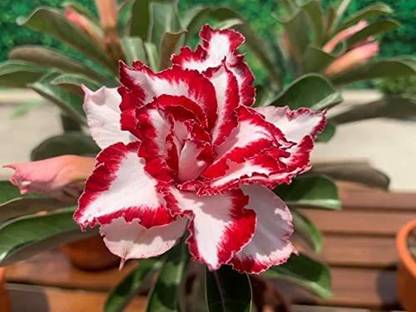 JRYU Adenium Mix Color Hybrid Flower Seed