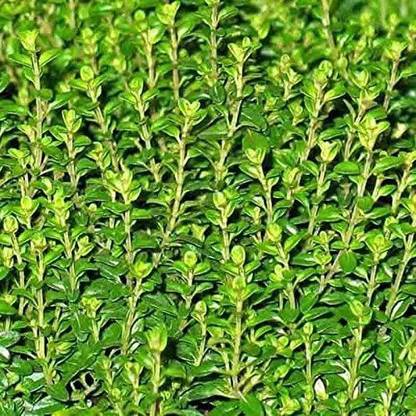 VibeX ® VXI-32 Nobile Roman Chamomile Seed