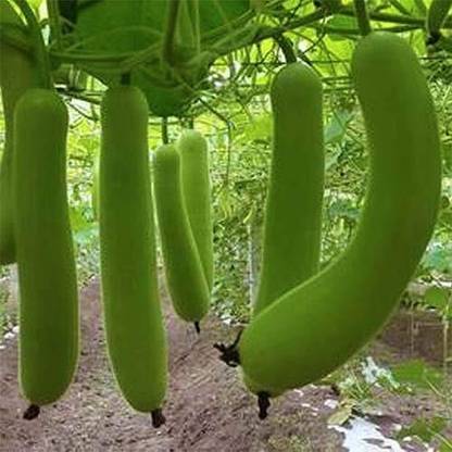 CRGO ® ICAR-100-Hybird Rare Long Melon Vegetable Seeds Seed