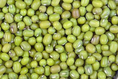स्टोकिया स्टोकिया स्टार 444 मूंग बीज/हरी ग्राम के लिए शोधित बीज बीज