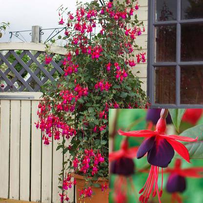 NooElec Seeds India All Seasons Red Climbing Fuchsia Flower Seed