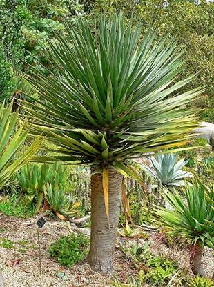 Kapebonavista Dracaena draco the Canary Islands dragon tree live plant Seed