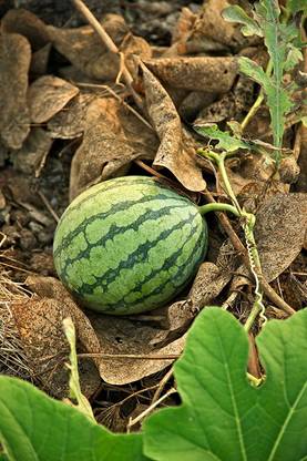 DECKON King Watermelon Tarbuj Tarbooj summer fruit 40 Beej Garden Seeds TY4 Seed