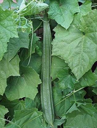 CYBEXIS PAU-45 - Luffa Tori / Ridge Gourd - (100 Seeds) Seed