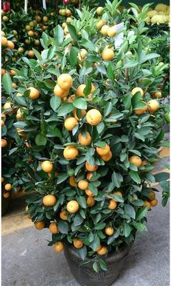 Lorvox Lemon, Nimbu Seed