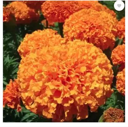 Vikas flower seed Seed