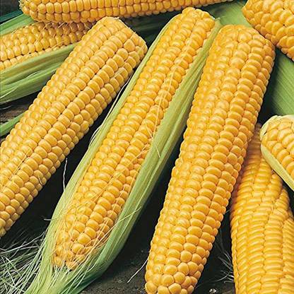 Aywal Sweet Corn (Makka) (मक्का के बीज) Seed