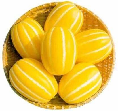 VibeX LX-30 - Canary Melon - Yellow Melon - (150 Seeds) Seed