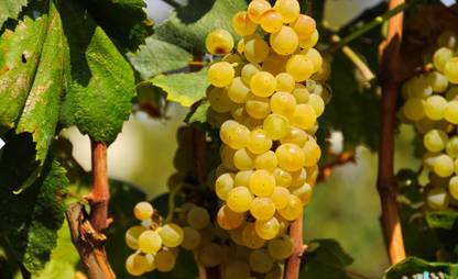 XOLDA Organic grapes Seed