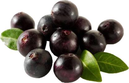 Redoak Jabuticaba Fruit Seeds Seed