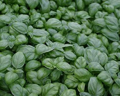 WILLVINE Basil Basilisk, Basil Seeds-[200 Seeds] Seed