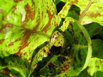 VibeX ® XXL-669 Forellenschluss Lettuce Seeds- Heirloom Seed