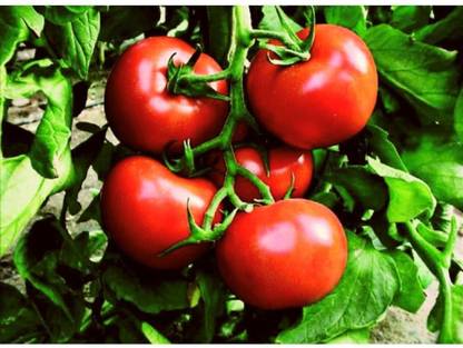 CYBEXIS Hisar Lalit Tomato Variety500 Seeds Seed