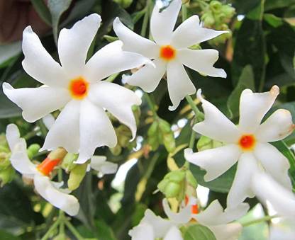 BDSresolve Night jasmine seeds/Night jasmine seed 9 Seed