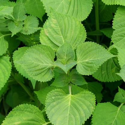 Biosnyg Shiso Seeds Non-GMO Herbs Perilla, Beefsteak Plant-[1000 Seeds] Seed