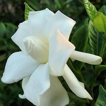 KNESSiN Cape Jasmine Gardenia Jasminoides Fragrant[100 Seeds] Seed