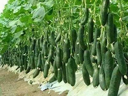 Aywal Cucumber plant Seed