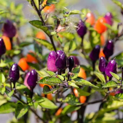 Biosnyg Hot - NuMex Twilight Ornamental Chilli Blue-[1000 Seeds] Seed