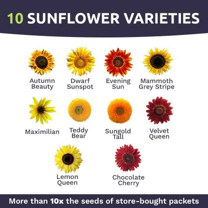CYBEXIS VXI-36 - Sunflower Variety Mix 10 Types - (150 Seeds) Seed