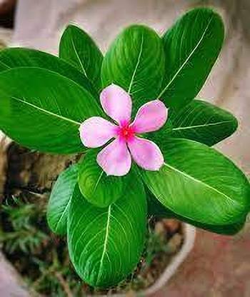 Arshiayat Hybrid Vinca - Nayantara Flower Seed