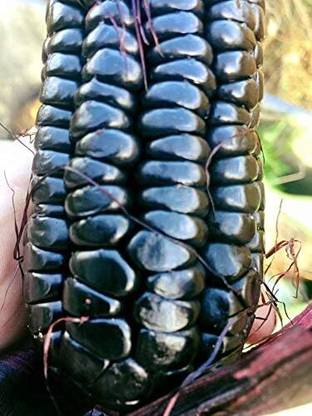 Qualtivate TLX-679 Sweet Giant Black Mexican Corn Seed