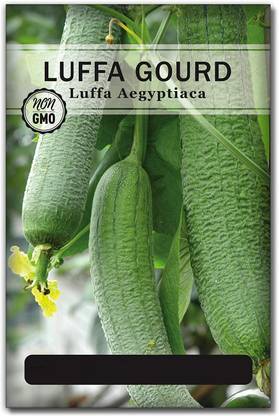 Qualtivate XXX-8A Desi Sponge Gourd Seed Seed