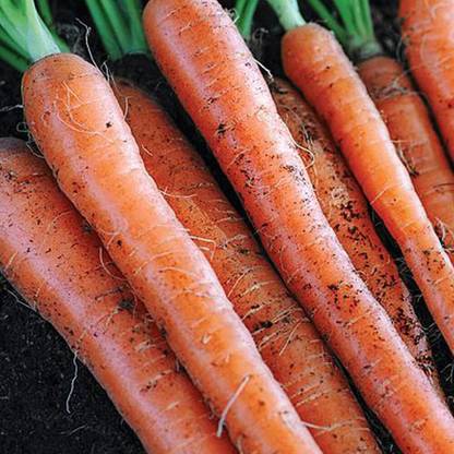 KNESSiN Carrot 'Sugarsnax 54' [500 Seeds] Seed