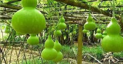 greenfarm Long Bottlegourd Seeds / Lauki Seeds Pure Organic 110 X Seeds , AS257 Seed