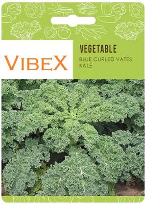Biosnyg Blue Curled Vates Kale Seeds[500 Seeds] Seed