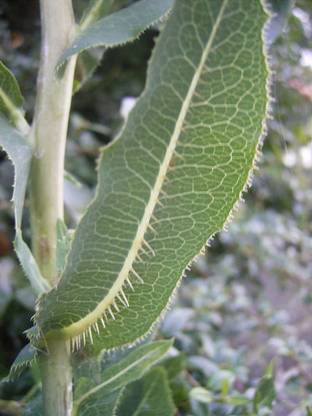 VibeX ® RXI-885 Wild Prickly Lettuce - Lactuca serriola Seed